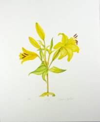 JJM-723 Giclee Unmatted Print "Lily", 11x14