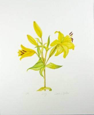 JJM-723 Giclee Unmatted Print "Lily", 11x14
